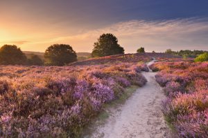 A path through endless hills with blooming heather at sunrise. Photographed at the Posbank in The Netherlands.